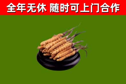 饶河县回收散虫草