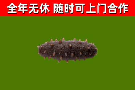 饶河县烟酒回收干海参.jpg